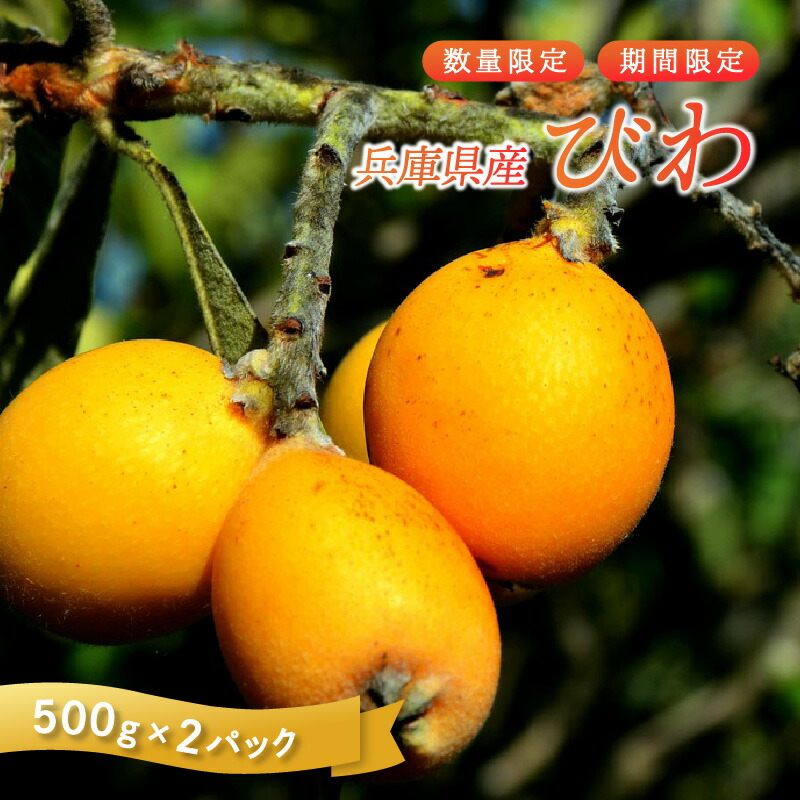 【ふるさと納税】【先行予約/数量限定】 びわ 兵庫県産 1kg 小分け 500g 2パック【 果物 フルーツ 枇杷 びわ 人気 送料無料 期間限定 数量限定 中央卸 神戸 】