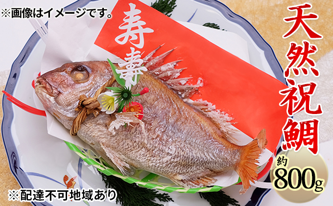 人気商品の 炭火焼 天然祝鯛 中 約800g 焼鯛 尾頭付き fucoa.cl