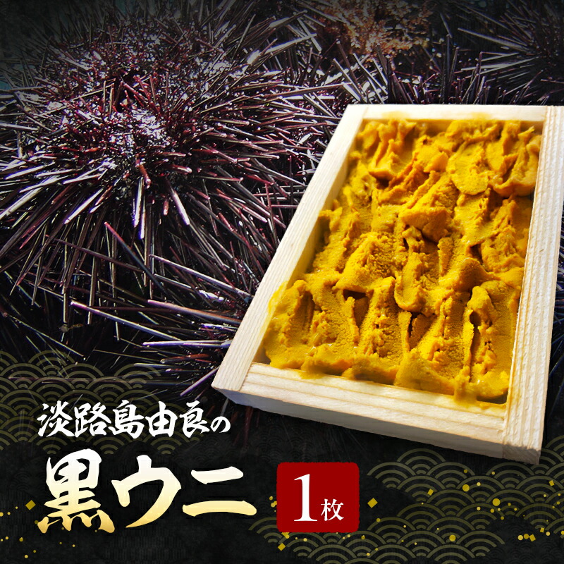 【ふるさと納税】淡路島 由良 黒ウニ 1枚 木箱 うに 雲丹 ウニ ミョウバン不使用 生うに ムラサキウニ 魚介類 海鮮 海鮮セット 冷蔵 洲本市　お届け：2027年3月中旬～2027年5月下旬｜兵庫県洲本市