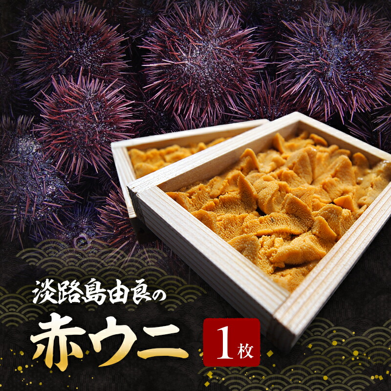【ふるさと納税】先行予約 淡路島 由良の赤 ウニ 70g×1枚 ミョウバン不使用 赤うに 赤ウニ 赤雲丹 うに 雲丹 生うに 生ウニ 生雲丹 つまみ 酒の肴 洲本市 お届け:2026年8月初旬~2026年9月下旬|兵庫県洲本市