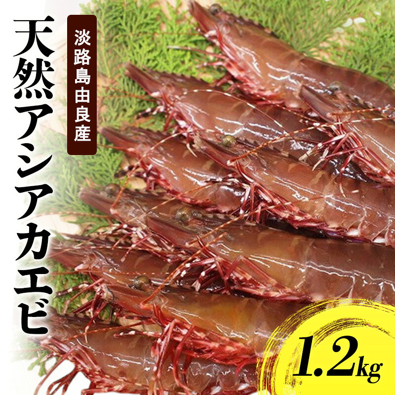 【楽天市場】【ふるさと納税】天然 アシアカエビ 氷〆 1.2kg えび エビ 海老 足赤エビ クマエビ 天然エビ 殻付き 魚介 魚介類 海鮮 海の幸 エビフライ 淡路島 洲本市 お届け:2026年10月〜2027年5月まで:兵庫県洲本市