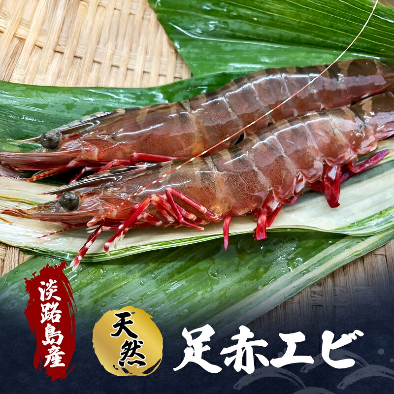 【楽天市場】【ふるさと納税】天然 足赤エビ えび エビ 海老 クマエビ 天然エビ 殻付き 魚介 魚介類 海鮮 海の幸 エビフライ 淡路島 洲本市 お届け:2026年11月上旬〜2026年12月下旬まで:兵庫県洲本市