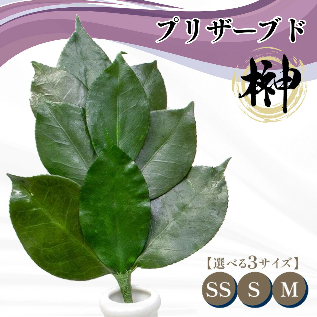 【ふるさと納税】プリザーブド 榊 SS / S / M サイズ （1対 2束）【天然 国産 サカキ 神棚 神具 祭壇 玉串 神事 仏壇 仏花 お供え お墓 お盆 お彼岸 新盆 祭 水かえ不要 枯れない プリザーブドフラワー】｜兵庫県芦屋市