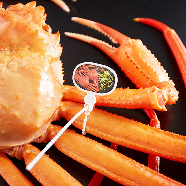 【楽天市場】【ふるさと納税】(期間限定)タグ付き香住ガニ（生）約800g×2枚 / かに カニ 蟹：兵庫県豊岡市