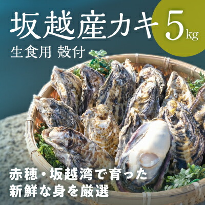 【ふるさと納税】【2025年1月上旬より出荷開始】メディアでも話題の生食用カキ！赤穂・坂越湾で育った新鮮な身を厳選(坂越産カキ 生食用 殻付5kg)[ 牡蠣 冬牡蠣 ] 魚介類 　お届け：2025年1月上旬以降順次発送予定