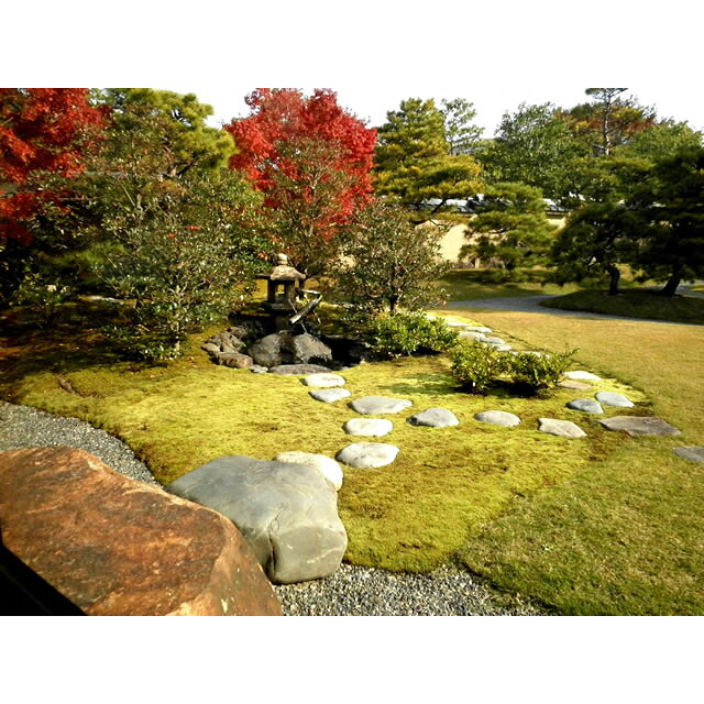 【ふるさと納税】 スナゴケで庭園緑化１平方メートル