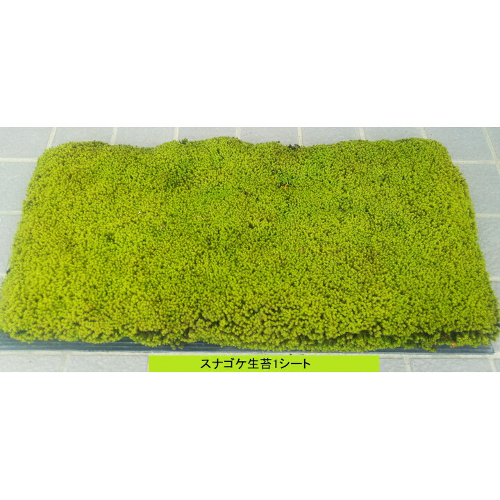配送不可 北海道 沖縄 離島 花 ガーデン Diy ふるさと納税 スナゴケ生苔6シート1セット 兵庫県三木市 ふるさと納税 スナゴケ生苔6シート1セット 高知インター店 の 配送不可 北海道 沖縄 離島 花 ガーデン Diy ふるさと納税 スナゴケ生苔6シート1セット 兵庫県三木市 ふるさと納税 スナゴケ生苔6シート1セット 高知インター店 の
