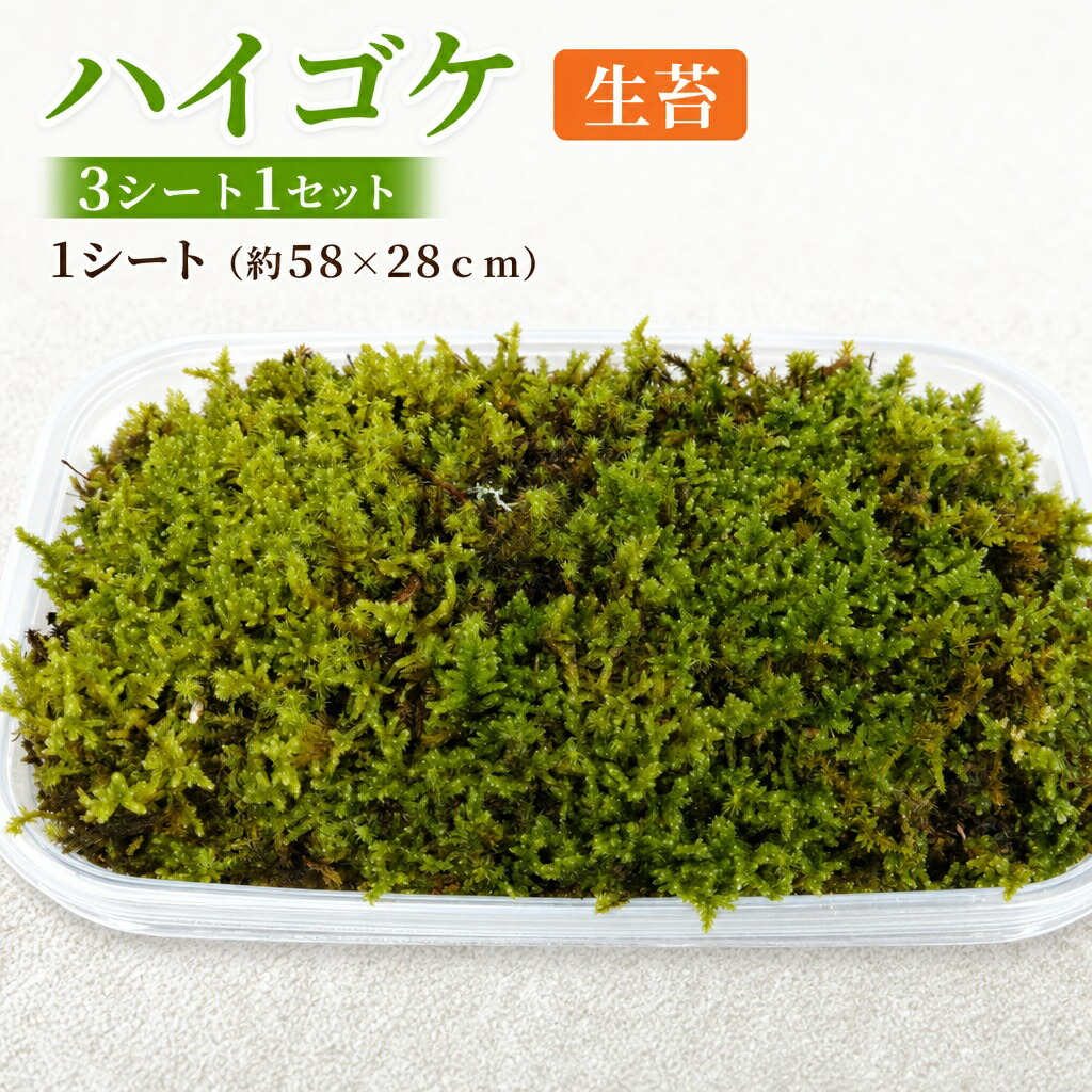 【ふるさと納税】【北海道・沖縄・離島　配送不可】ハイゴケ生苔6シート1セット 庭の緑化 コケテラリウム 屋内外使用 簡単緑化 成長したハイゴケ 自然の癒し 簡単設置 緑化基盤作り 自由アレンジ 自然を身近に 庭の装飾 緑の癒し空間｜兵庫県三木市