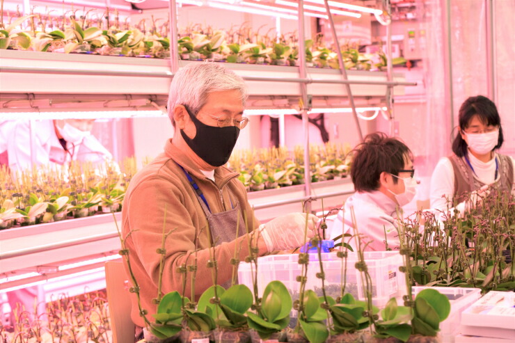 楽天市場 ふるさと納税 三木市で育てた大和ハウスのミニ胡蝶蘭 Cocolan デラックス 兵庫県三木市