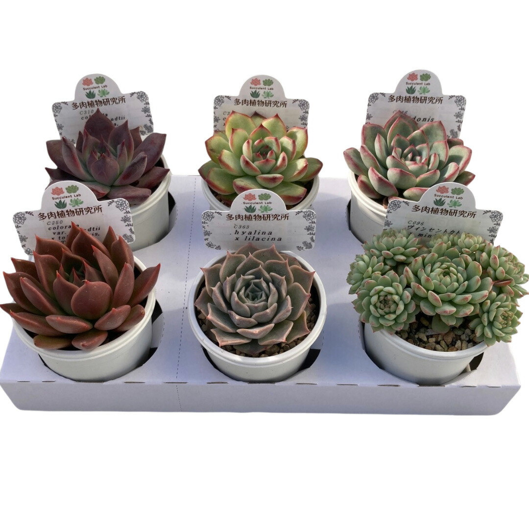 楽天市場】【ふるさと納税】 ブーツ鉢に植える！ 多肉植物の寄せ植え