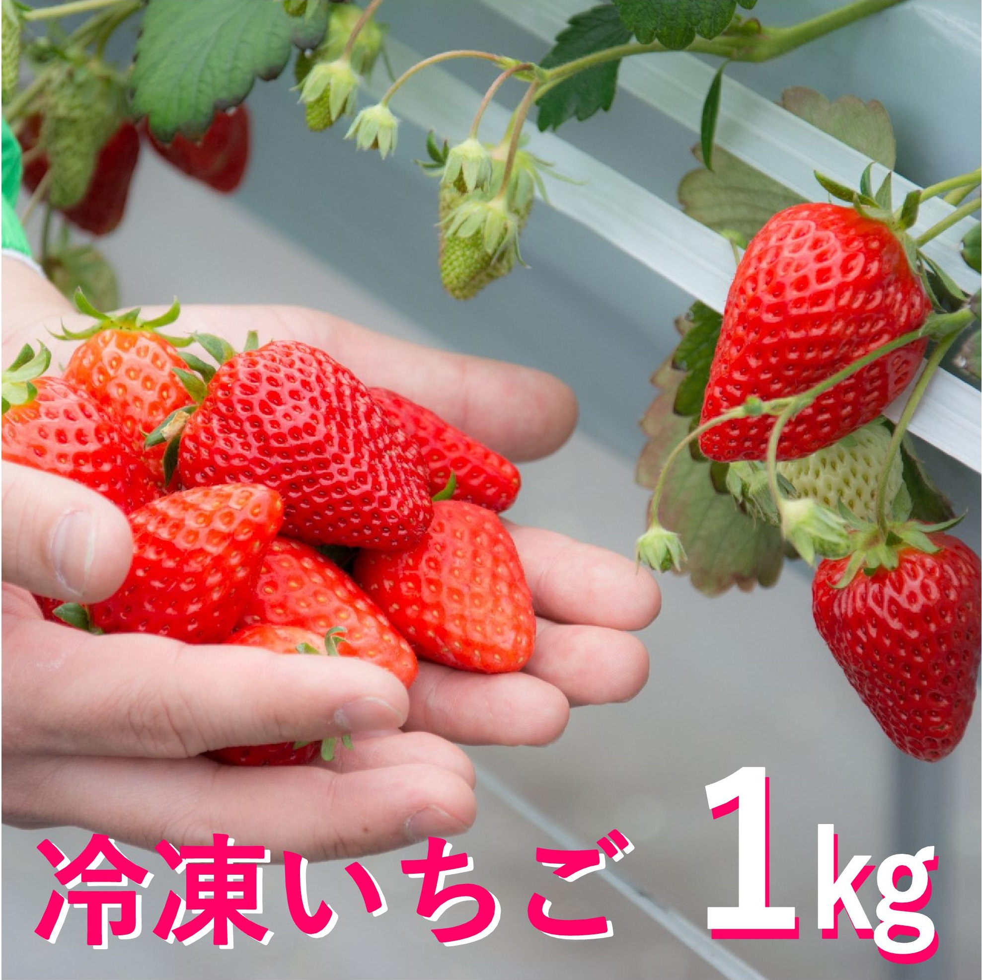 市場 ふるさと納税 三田産冷凍いちご1kg I011 兵庫県三田市