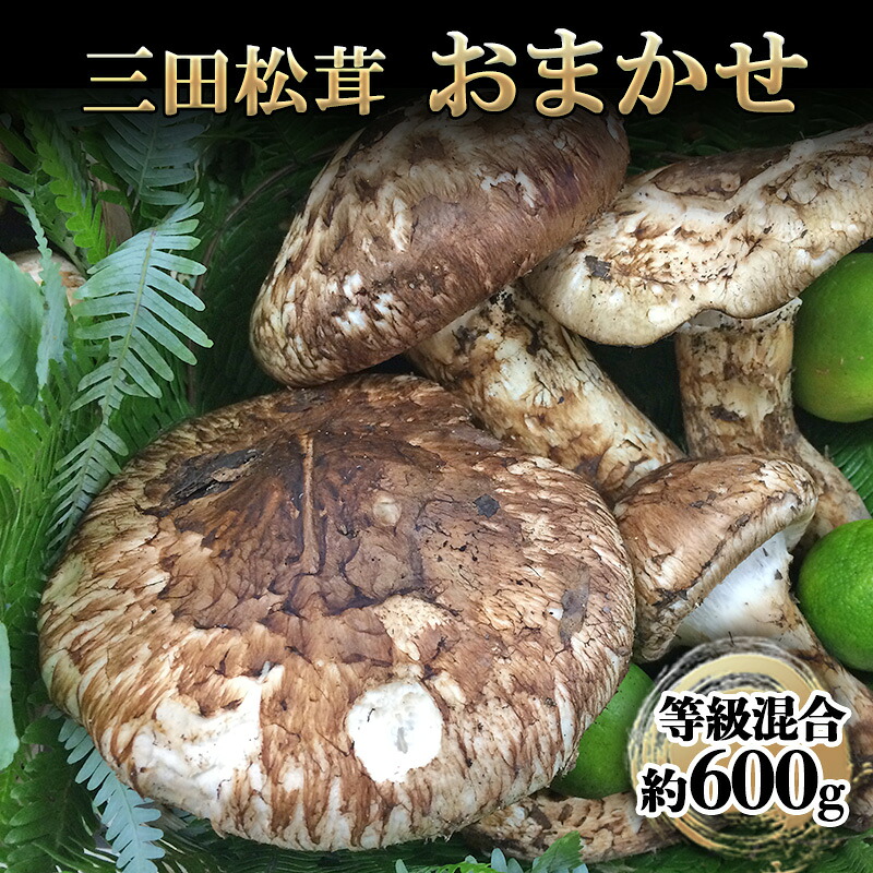 【ふるさと納税】 三田 松茸 おまかせ (等級混合約600g) まつたけ 秋の味覚 きのこ キノコ 旬の野菜 贈答品 お歳暮 新年 年末 贈り物 ギフト 食品 ギフト ふるさと納税 ふるさと 人気 おすすめ 送料無料 兵庫県 三田市 [3d28bae460000]｜兵庫県三田市