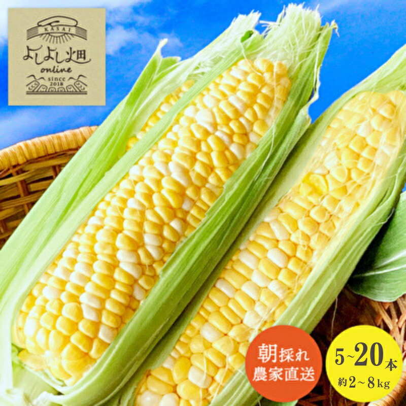 【ふるさと納税】朝どれとうもろこし 5本～20本 約2～8kg前後 冷蔵 クール便 とうもろこし 季節の野菜 旬の野菜 新鮮 トウモロコシ 農家直送 夏野菜 野菜　お届け：2026年6月下旬～2026年7月上旬