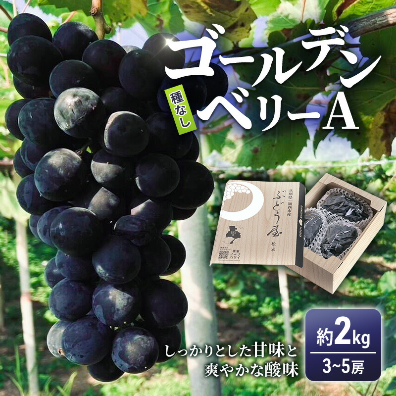 【ふるさと納税】ゴールデンベリーA 約2kg 3～5房 【2025年産 予約受付】 ぶどう ブドウ 葡萄 お取り寄せ フルーツ 果物 種なし 甘い おすすめ 美味しい 選果場直送 送料無料 ギフト 贈答 兵庫県　お届け：2025年8月下旬～2025年9月上旬