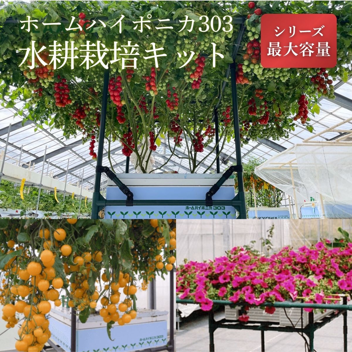 丹波篠山から直送！秋の好情 お米特集