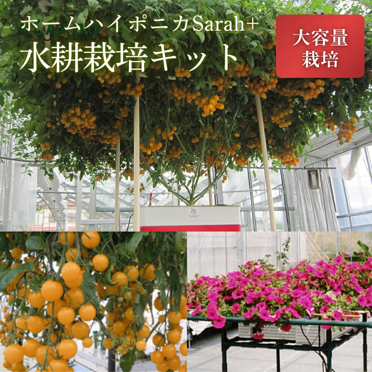 丹波篠山から直送！秋の好情 お米特集