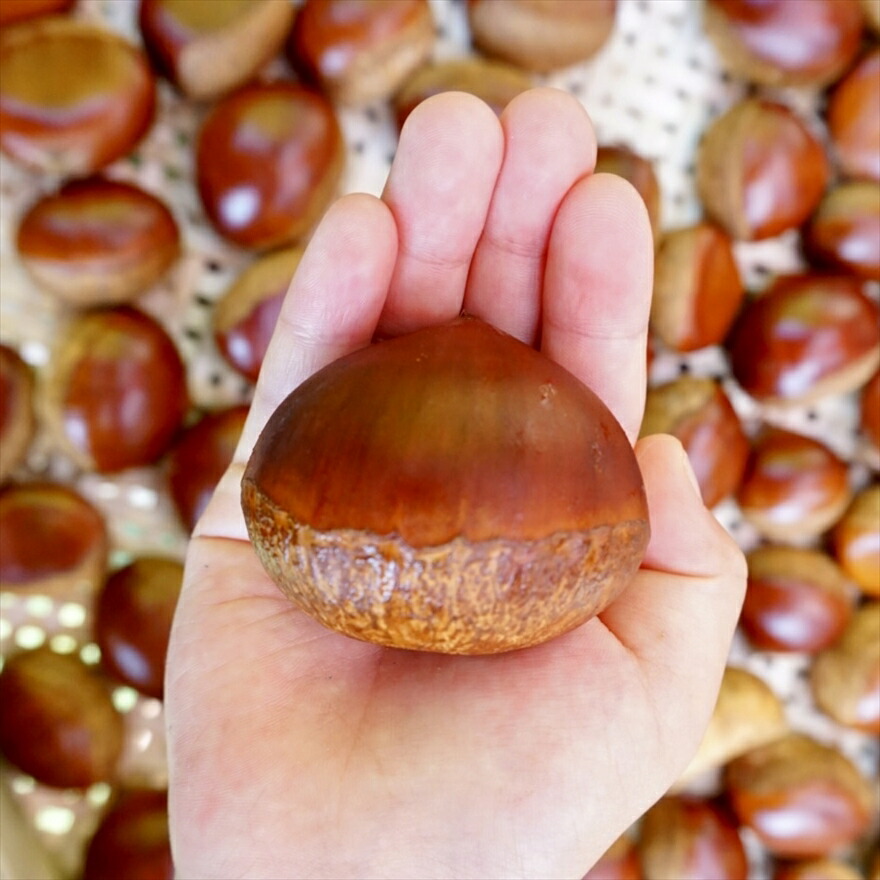 楽天市場】【ふるさと納税】【先行予約】期間・数量限定 丹波栗 厳選