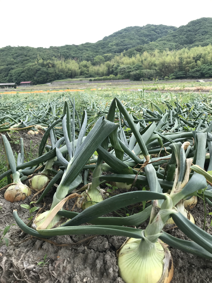 市場 ふるさと納税 特別栽培玉ねぎ5kg ケンちゃんファーム ＼うまい玉ねぎできたでー