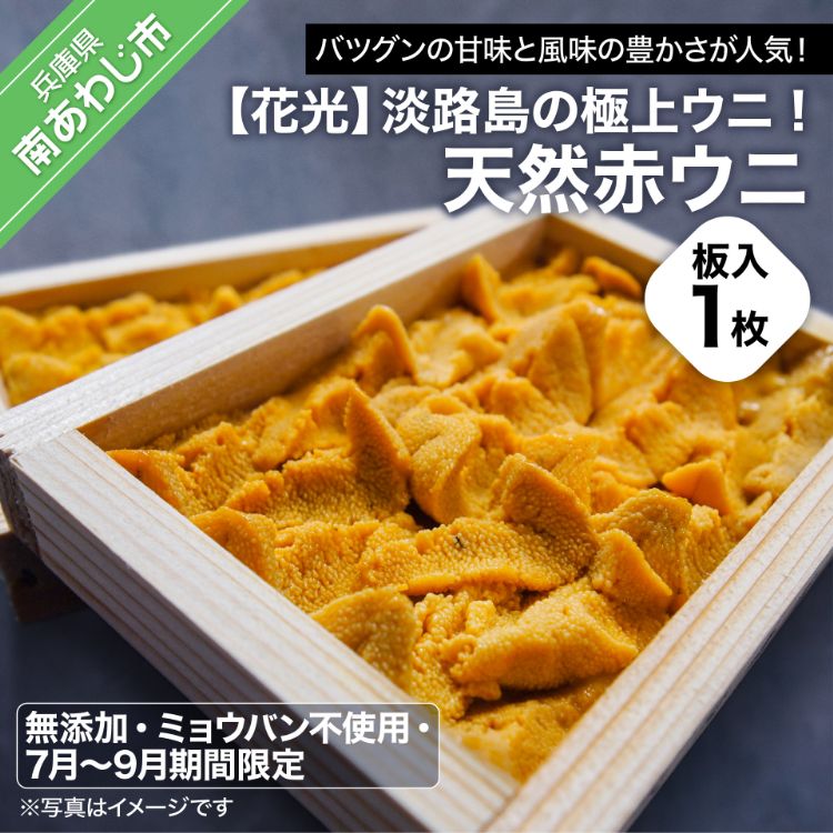 【ふるさと納税】【無添加・ミョウバン不使用・7月末~9月初旬発送予定】淡路島の極上ウニ!天然赤ウニ(板入1枚)|兵庫県南あわじ市