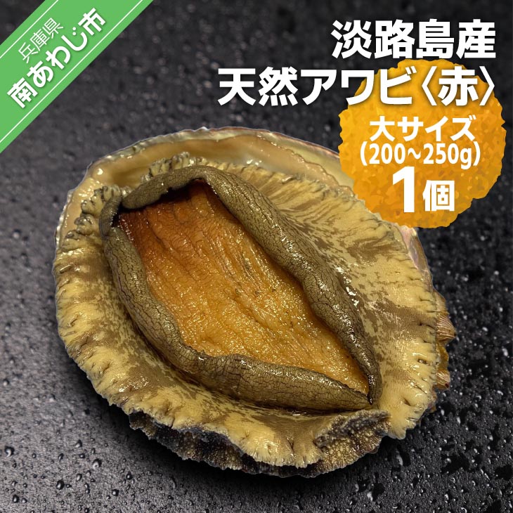 【ふるさと納税】 ふるさと納税 bbq 【花光】淡路島産天然アワビ（赤）大サイズ1個｜兵庫県南あわじ市 12,320円
