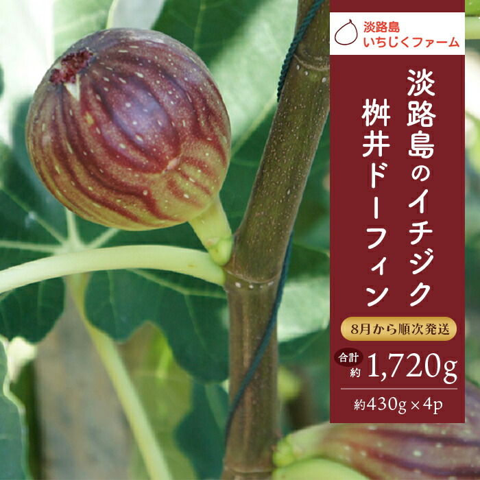 【ふるさと納税】淡路島のイチジク　桝井ドーフィン【発送時期2025年8月中旬～9月上旬・お届け日指定不可】