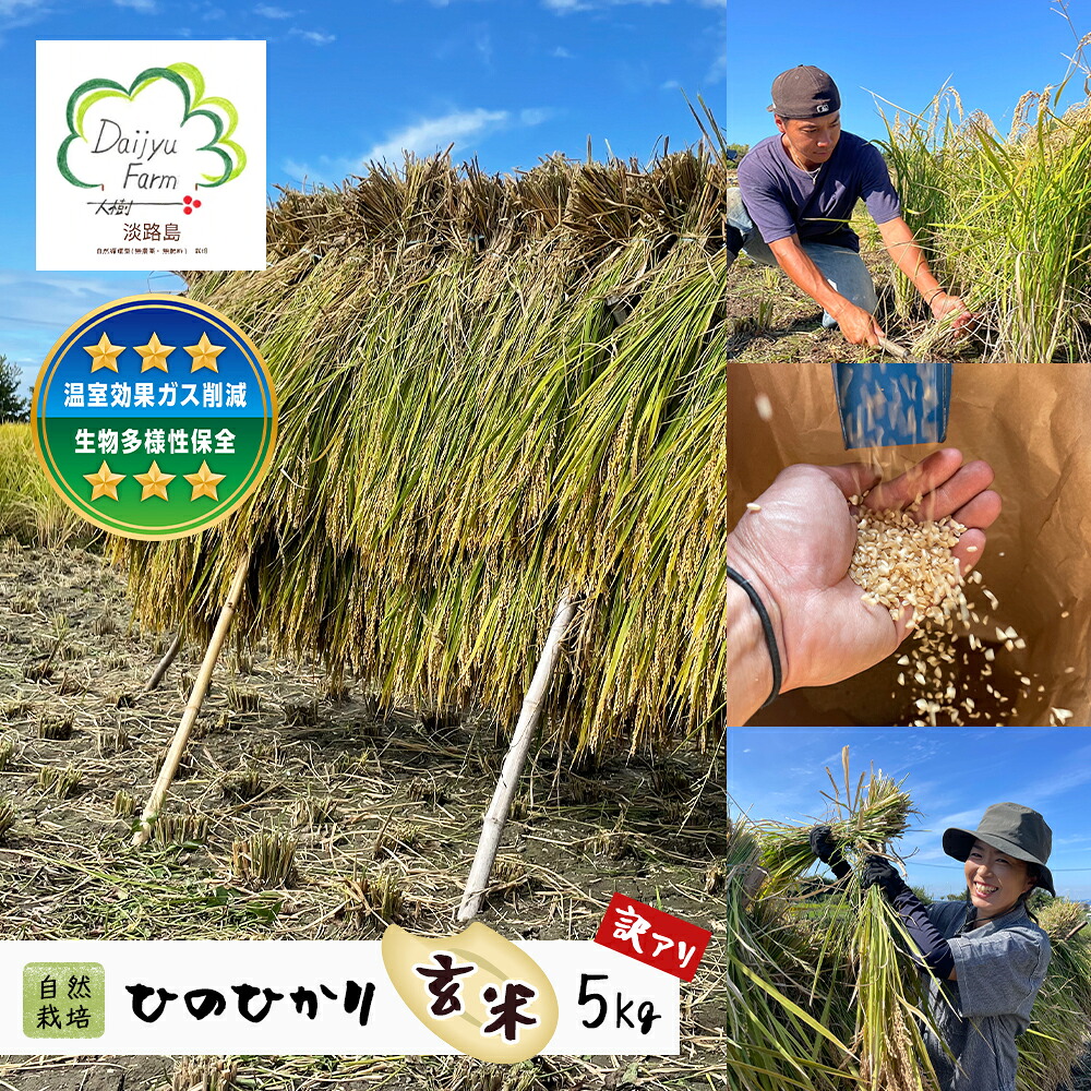 【ふるさと納税】自然栽培　ひのひかり（玄米）　5kg 《無選別品のため訳アリ》｜兵庫県淡路市
