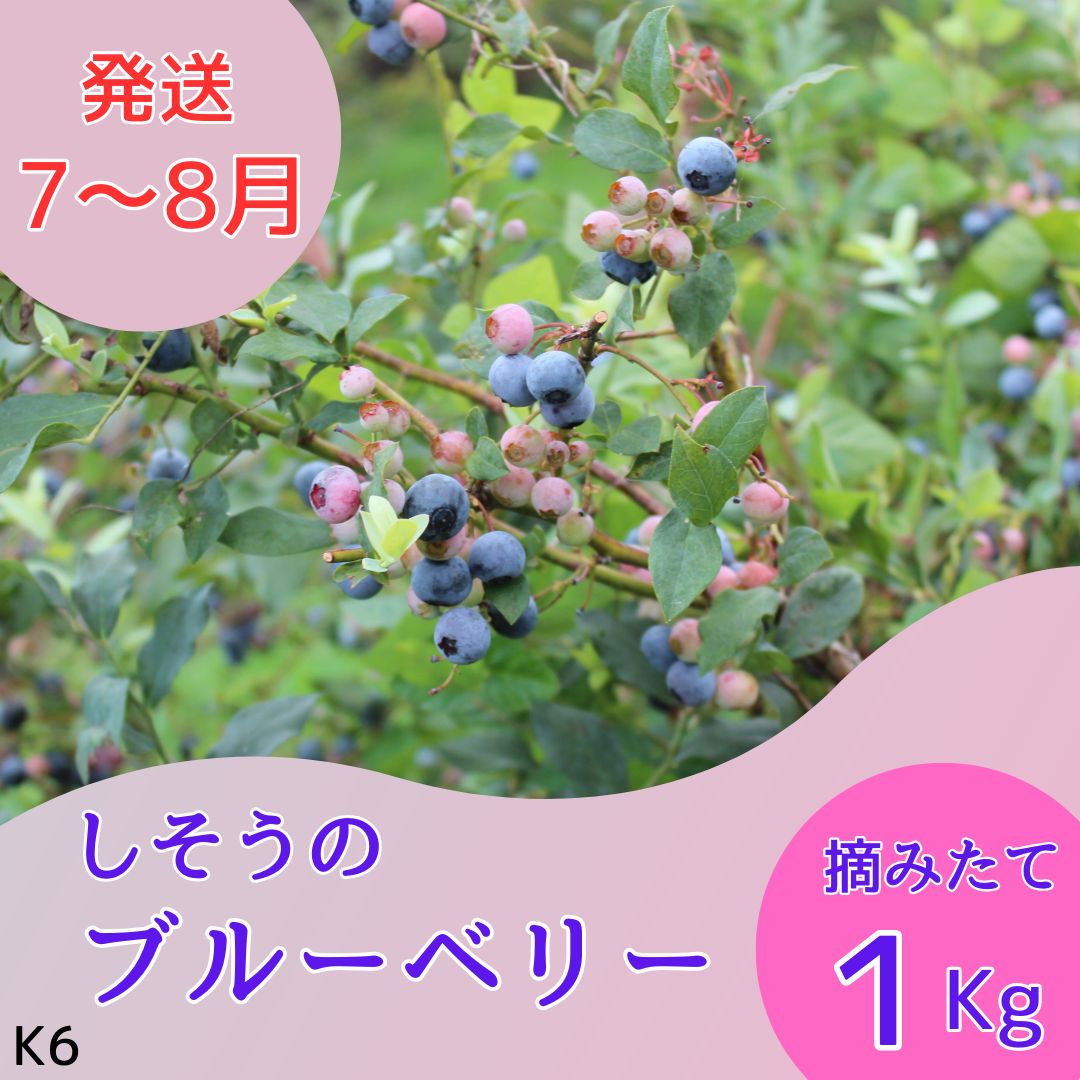 【ふるさと納税】K6　しそうの ブルーベリー 　1kg（500ｇ×2）【 フレッシュ 生 採れたて 摘みたて ブルーベリー 産地直送 国産 期間限定 大容量 無農薬 】