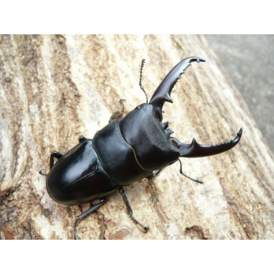 【ふるさと納税】ツシマヒラタ成虫ペア飼育セット付【1729961】