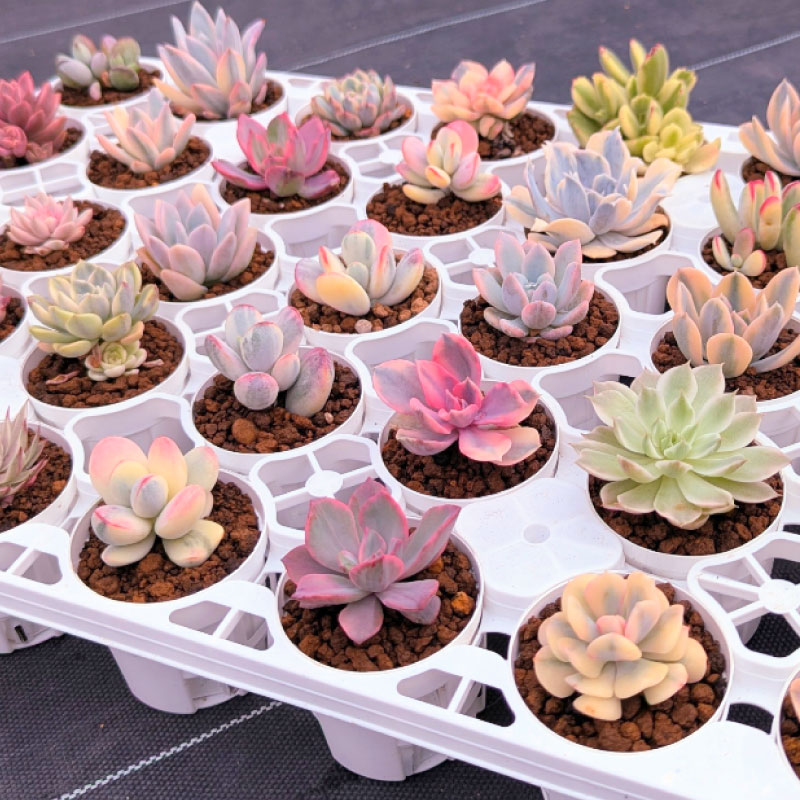 楽天市場】【ふるさと納税】多肉植物 9センチポット 大型苗 デカベリア