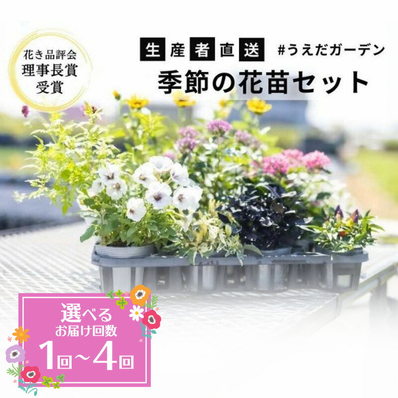 【ふるさと納税】【選べる定期便】花 時期の花苗 書き割り 選べる発生率 1回 2回 3回 4回 | 花き位置づける会取締役長賞勝ち取る 花苗 生み出すこと者直送 庭 ガーデニング 花やしき 苗 若木 花の苗 花の苗物 送りとどける不可：北海道・沖縄・離島