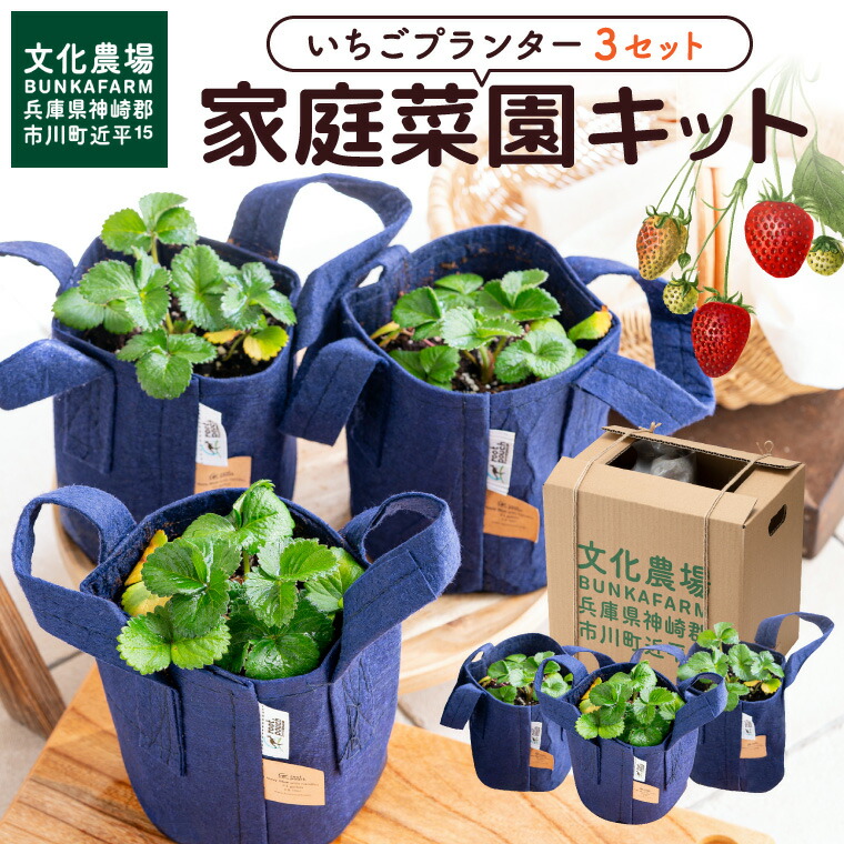 円 定番のお歳暮 冬ギフト 018bk01n いちご栽培キット いちご苗3プランター 10月下旬ごろからの発送 いちご 苗 プランター ガーデニング 果実 栽培 ベランダ菜園 培土