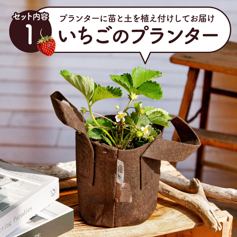 公式ショップ 014bk01n いちご栽培キット いちご苗２プランター 10月下旬ごろからの発送 いちご 苗 プランター ガーデニング 果実 栽培 ベランダ菜園 培土 Tudobrilhandoempreendedor Com Br