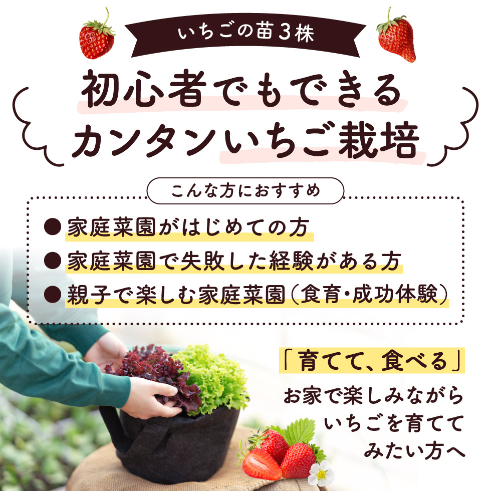 Sale Off 018bk01n いちご栽培キット いちご苗3プランター 10月下旬ごろからの発送 いちご 苗 プランター ガーデニング 果実 栽培 ベランダ菜園 培土 Www Dexion Com Au
