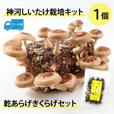 【ふるさと納税】神河しいたけ栽培キット(しいたけ菌床)1個と乾あらげきくらげセット　※5月～10月順次発送【配送不可地域：離島】【1411538】｜兵庫県神河町