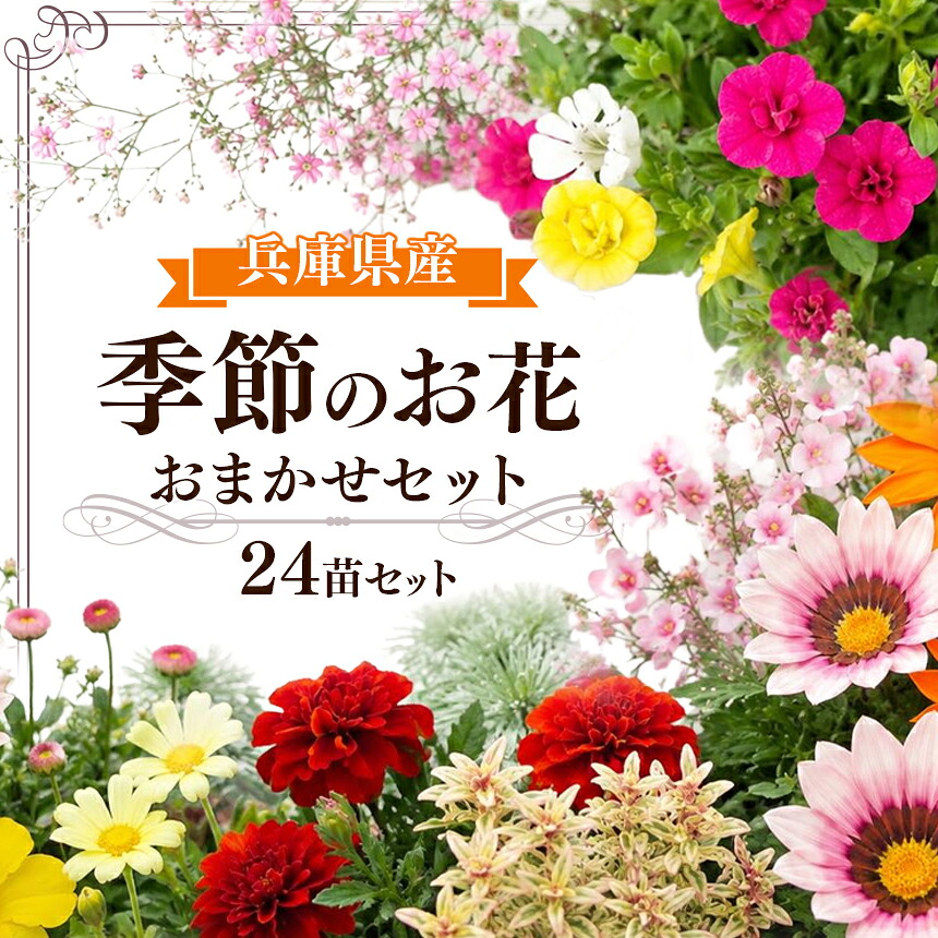 【ふるさと納税】季節の花苗24苗セット 珍しい宿根と季節の花苗 | 季節 季節のお花 季節の花苗 お花 花 フラワー 24苗 セット ガーデニング 苗 ペチュニア マーガレット サルビア ビオラ パンジー スミレ 農家おすすめ 手間いらず 四季を楽しむ 初心者向け 兵庫県 上郡町|兵庫県上郡町