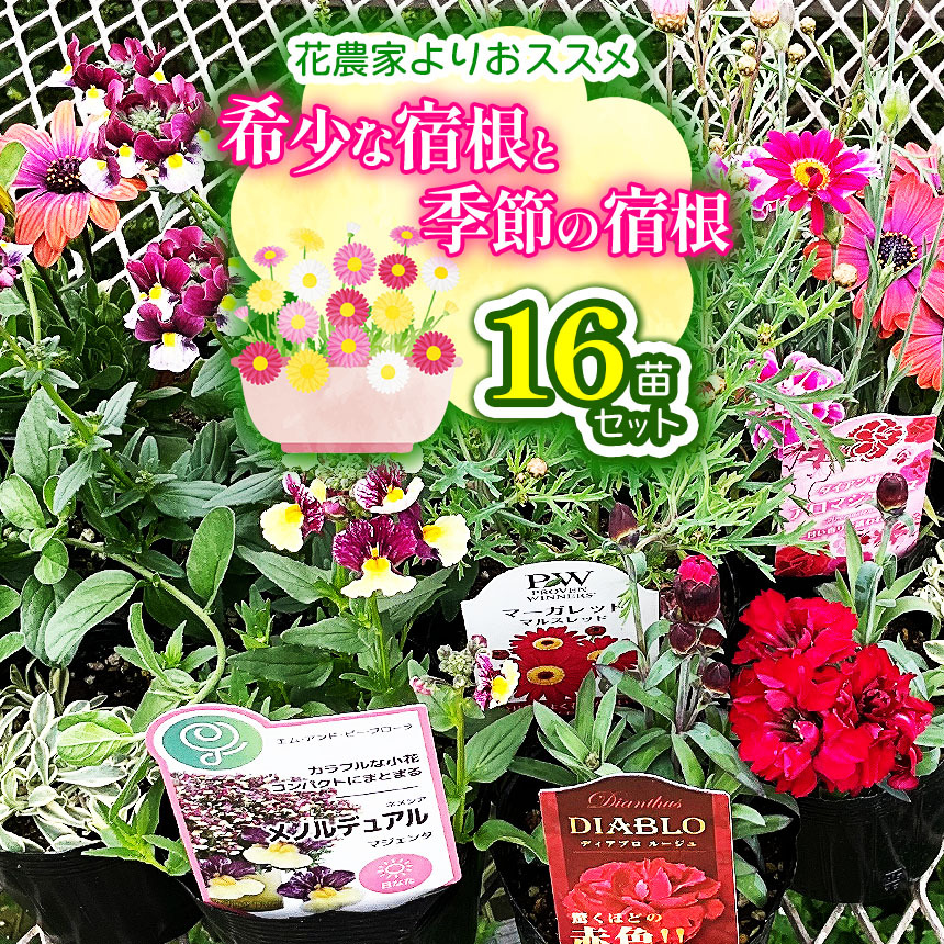 【ふるさと納税】花農家よりおススメ希少な宿根と季節の宿根セット16苗 | おすすめ 育てやすい 宿根草 セット かわいい きれい 彩り 華やか 兵庫県 上郡町