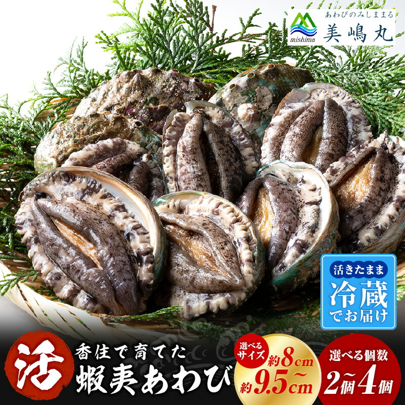 【ふるさと納税】10/15 テレビで紹介 活あわび 【選べるサイズ・個数  9.5cm ～ 8cm 2個・4個 】 冷蔵 養殖 海鮮 アワビ 鮑 国産 蝦夷アワビ エゾアワビ 蝦夷鮑 ステーキ 高級海鮮 高級食材 お刺身 お歳暮 蒸しあわび 酒蒸し バター焼き ギフト 送料無料