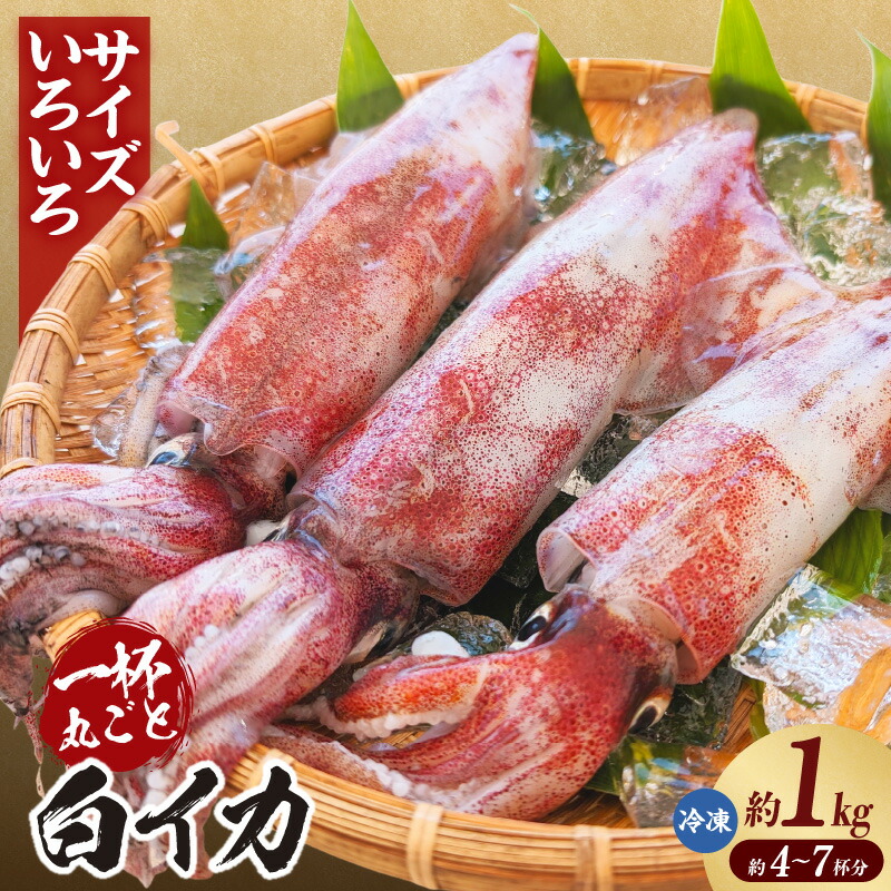 【ふるさと納税】＼サイズいろいろ！／ 白イカ 約1kg 【4-7杯程度入】 不揃い 冷凍便 いか ケンサキイカ 海鮮系 海の幸 夏の食材 お刺身 焼き物 揚げ物 グルメ BBQ 白いか 鮮度抜群 大人気 返礼品 イカ 冷凍 74-31 送料無料｜兵庫県香美町 14,400円