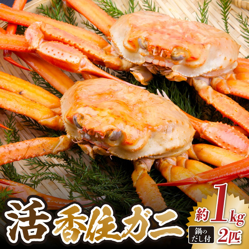 【ふるさと納税】《先行予約》活 香住ガニ 姿 冷蔵【約1kg&times;2匹】【令和9年2月以降発送予定】香住ガニ 紅ズワイガニ ベニズワイガニ べにずわいがに 国産 日本海 水揚げ 漁港 新鮮 かに カニ 蟹 贅沢 グルメ お取り寄せ ギフト お祝い 兵庫県 香美町 宿院商店 33-34 送料無料｜兵庫県香美町
