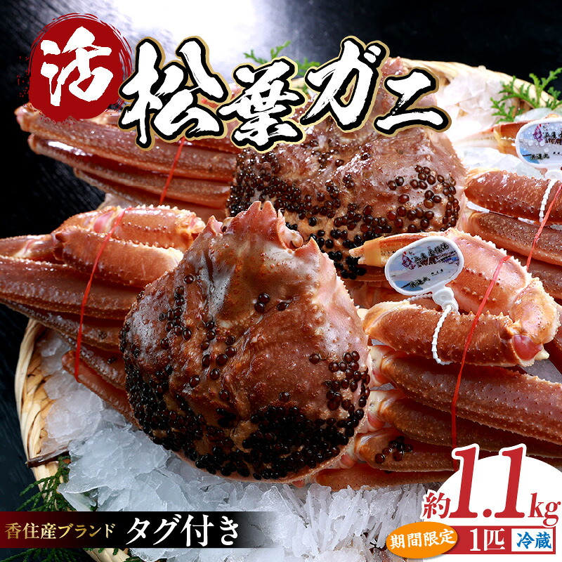 【ふるさと納税】《先行予約》☆高評価レビュー☆ 数量限定 兵庫県 香住産 タグ付き 活 松葉がに 約1.1kg 【令和8年11月中旬以降発送予定】 ズワイガニ 蟹味噌 松葉蟹 ずわい蟹 生 カニ 鍋 ずわいがに 蟹しゃぶ ギフト お歳暮 贈答 高級食材 柴山ガニ 冷蔵 07-06 送料無料|兵庫県香美町