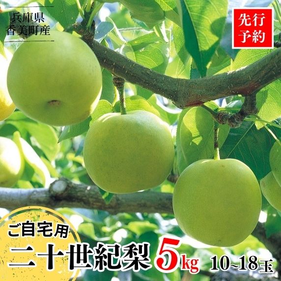 【ふるさと納税】【先行予約】梨 【20世紀梨 ご自宅用 5kg サイズ L～5L混合（10～18玉）】ご自宅用 不揃い 訳あり 返礼品 二十世紀梨 日本海に面する梨の本場  兵庫県 香美町 フルーツ 青梨 和梨 ふるさと納税 先行予約 梨 JAたじま 12000円