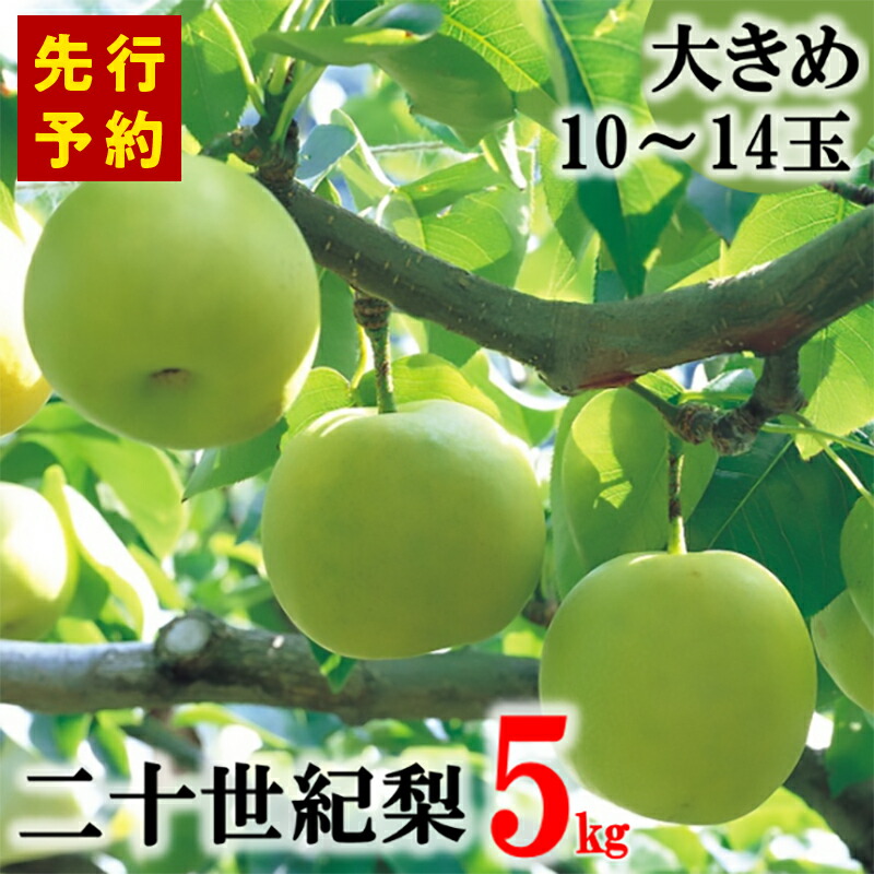 【ふるさと納税】【先行予約】香住産 二十世紀梨 5kg 大きめサイズ（1玉350g～500gを10～14玉）【９月10日まで】 20世紀 梨 兵庫県香美町で育つ「香住梨」 一つひとつの糖度を計測して出荷 香住梨 甘い フルーツ くだもの 二十世紀なし ナシ 果物 和梨 香住梨 梨 送料無料