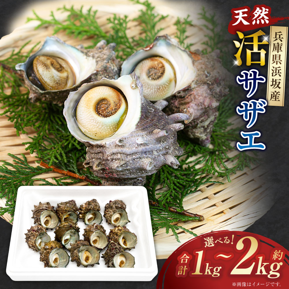 【ふるさと納税】＜選べる内容量＞ サザエ 計約1kg（8個～15個） / 計約2kg（16個～30個） さざえ 殻付き 貝 魚貝類 魚介類 水産物 海鮮 つぼ焼き 炊き込みご飯 アヒージョ 料理 冷蔵 兵庫県産 国産 兵庫県 新温泉町 送料無料｜兵庫県新温泉町 12,960円