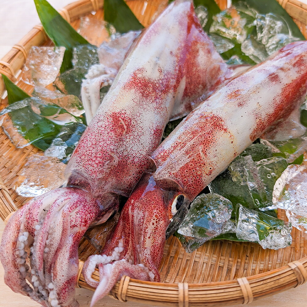 【ふるさと納税】【便利な個包装】高級 朝とれ白いか 2杯 セット（2杯×300～400g）700g前後 白イカ イカ いか 刺身 刺し身 魚介 魚介類 お取り寄せ 個包装 冷凍 高鮮度3D凍結 兵庫県 新温泉町 送料無料