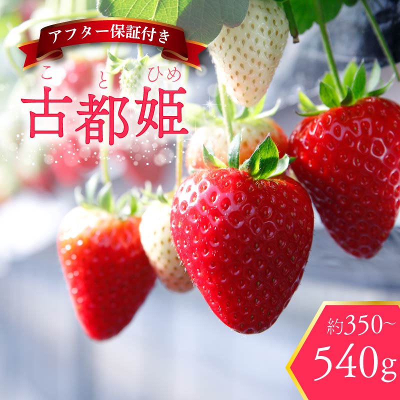 【ふるさと納税】 いちご 古都姫 約350g~540g 超希少品種 2026年2月発送 冷蔵 小分け 果物 スイーツ デザート フルーツ おやつ 産地直送 先行予約 数量限定 季節限定 ブランド 苺 イチゴ いちご 希少 お取り寄せ 贈答用 化粧箱入り 大粒 岩井農園 奈良県 奈良市