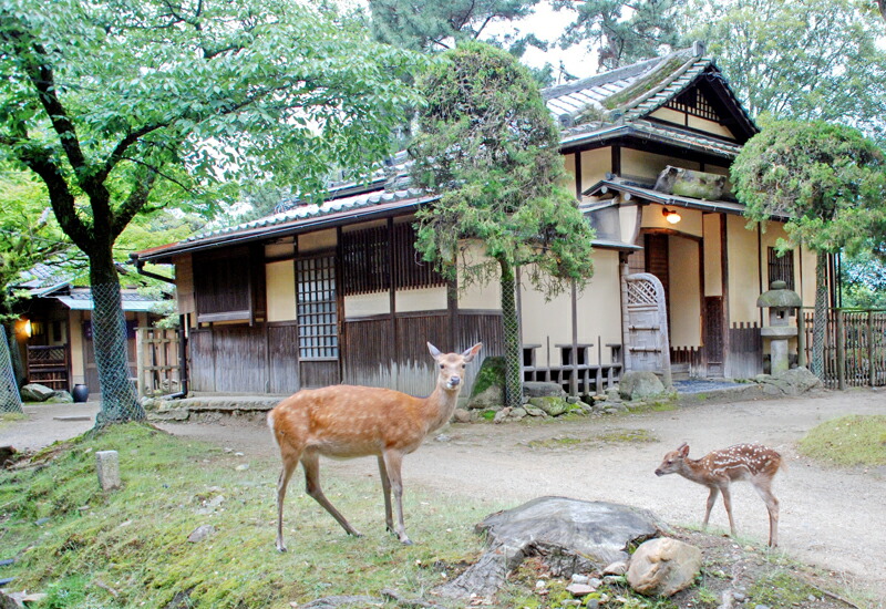 【ふるさと納税】 日本の首都三 1泊2食付一時滞在券（2名様1室）狭い会社組織 日本の首都三 奈良市 なら