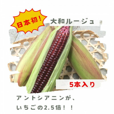 【ふるさと納税】先行予約【2025年7月上旬頃から順次発送】天理市産・大和ルージュ 5本セット(約1kg以上)【配送不可地域：離島・北海道・沖縄県・東北・九州】【1520793】