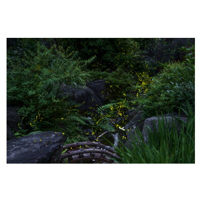 【ふるさと納税】天理の見晴らし5『 THE GARDEN OF DELIGHT 』A4額装刷り上げる【1714816】