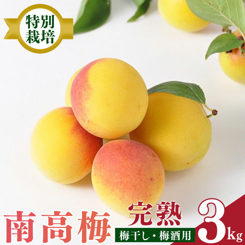 【ふるさと納税】【堀内果実園】奈良県産 特別栽培 大切に育てた南高梅(完熟・梅干し用）3kg | 果実 かじつ 梅 うめ 南高梅 なんこうばい 奈良県 五條市 完熟 梅干し