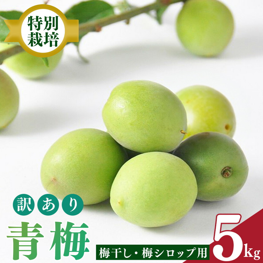 【ふるさと納税】【堀内果実園】特別栽培・青梅・訳あり・B 品（5kg）｜果実 かじつ カジツ 青梅 あおうめ アオウメ 梅干し うめぼし 奈良県 五條市 健康